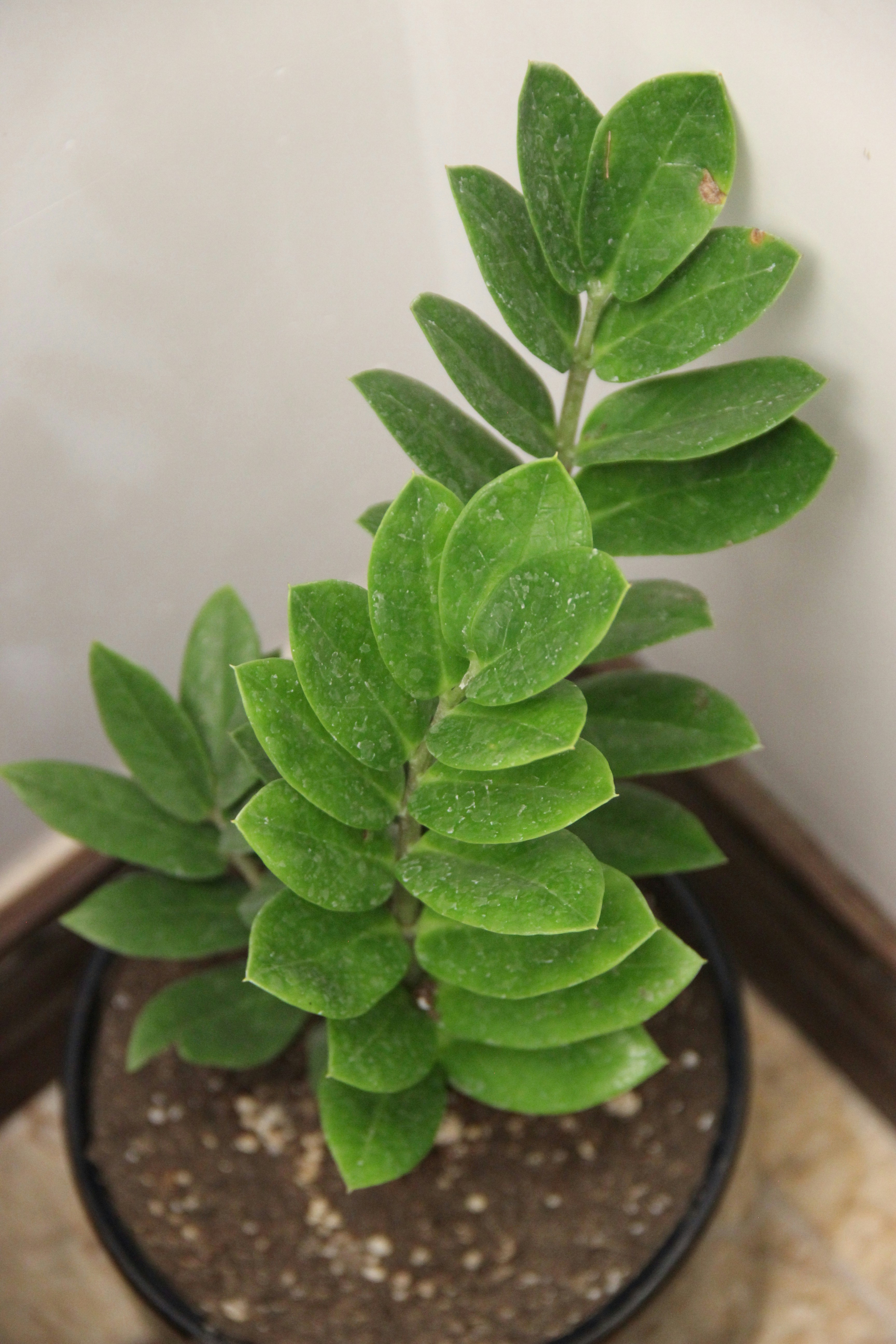 ZZ plant with glossy green leaves
